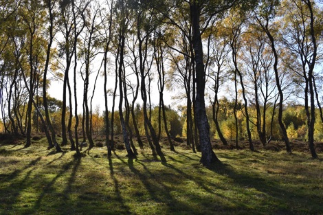 A stand of birch trees in evening sunlight